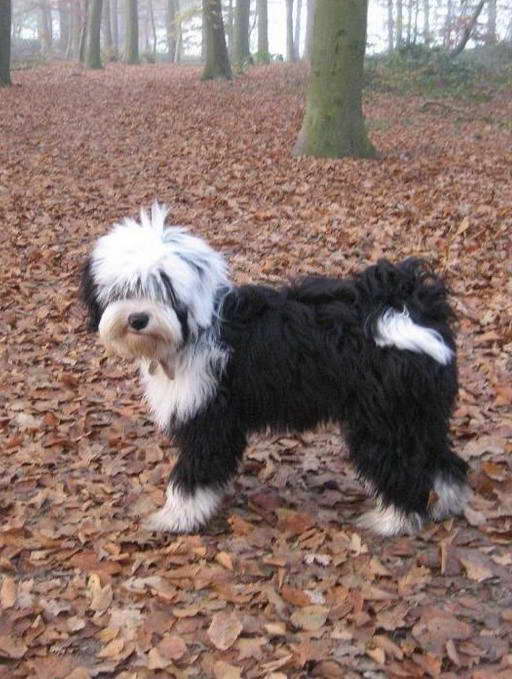 Black Tibetan Terrier