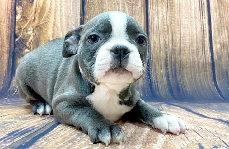 Blue And White Boston Terrier