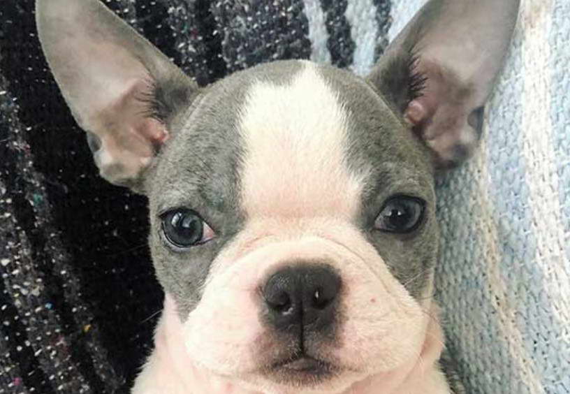 Blue Brindle Boston Terrier