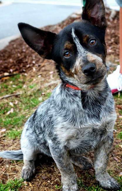 Blue Heeler Fox Terrier Mix