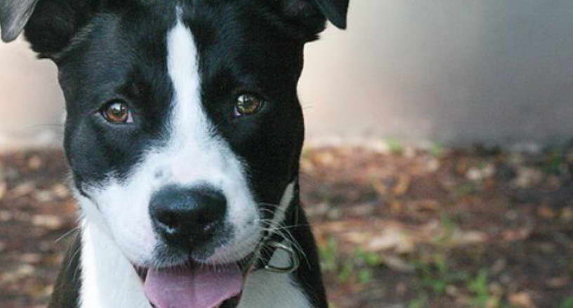 Border Collie Pitbull Terrier Mix