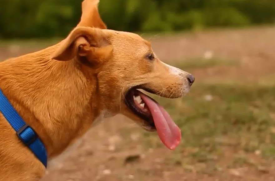 Border Collie Terrier Mix Full Grown