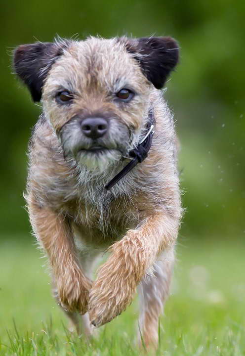 Border Terrier Cost