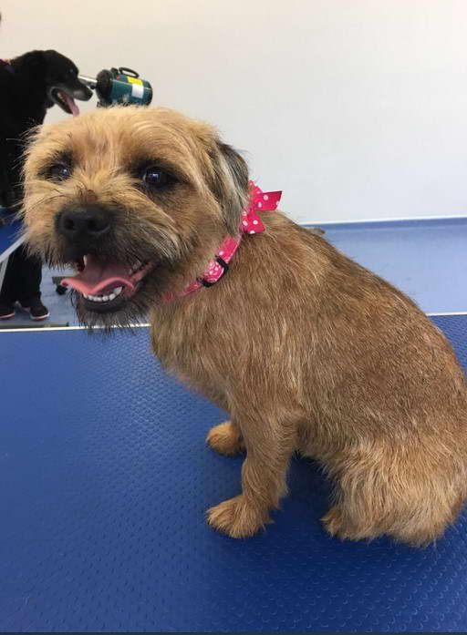 Border Terrier Grooming