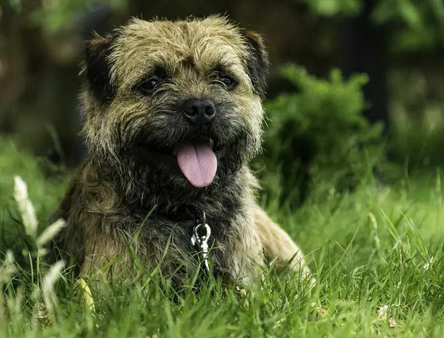 Border Terrier Lifespan