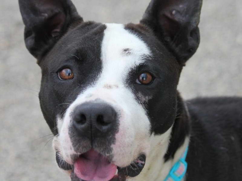 Boston Terrier And Bulldog Mix