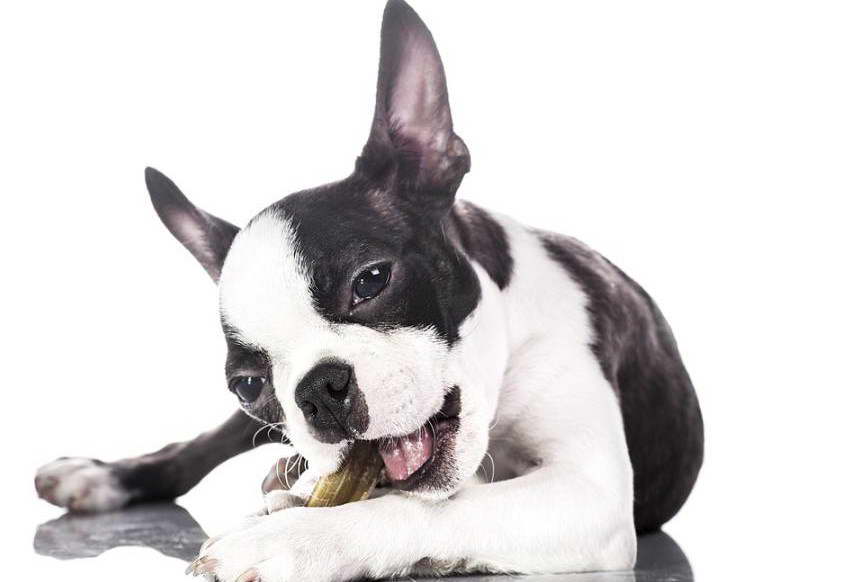 Boston Terrier And Lab Mix