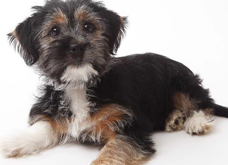 Boston Terrier And Yorkie Mix