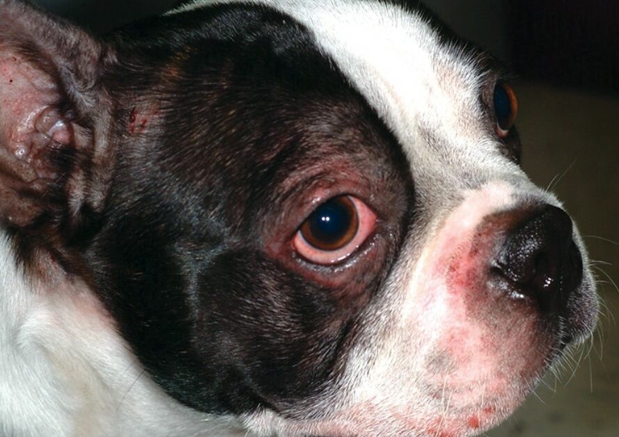 boston terrier atopic dermatitis