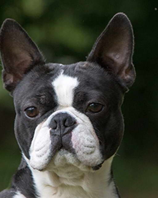 Boston Terrier Average Price