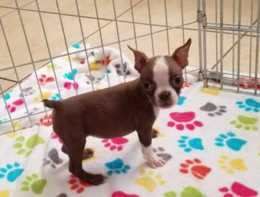 Boston Terrier Breeders Arizona