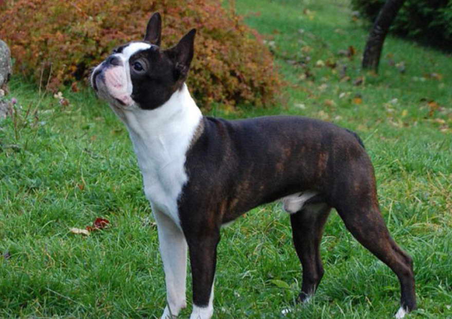 Boston Terrier Breeders in CT