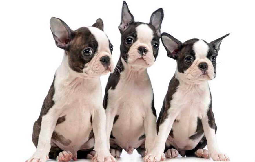 Boston Terrier Breeders New England