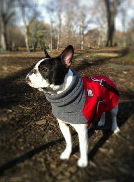 Boston Terrier Coat