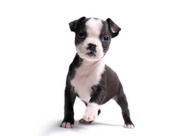 Boston Terrier For Sale AZ