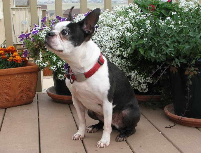 Boston Terrier For Sale Houston