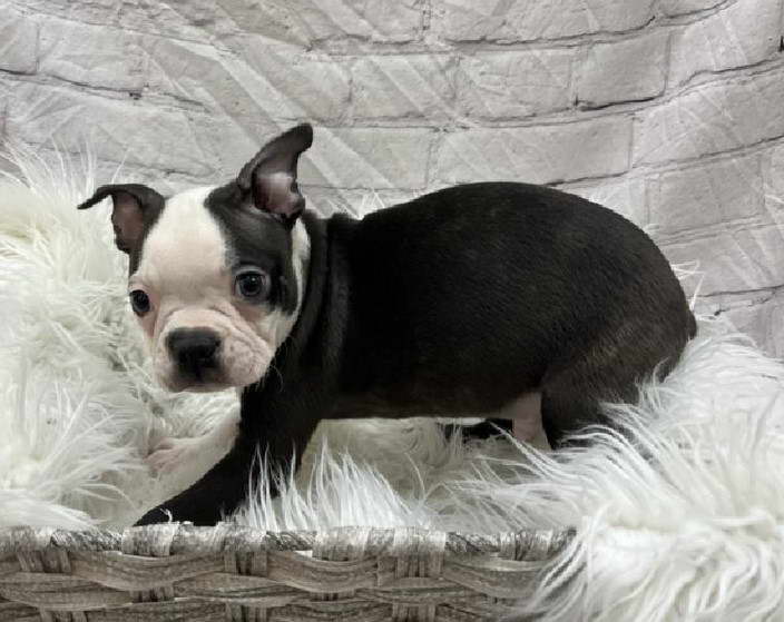 Boston Terrier For Sale in Massachusetts