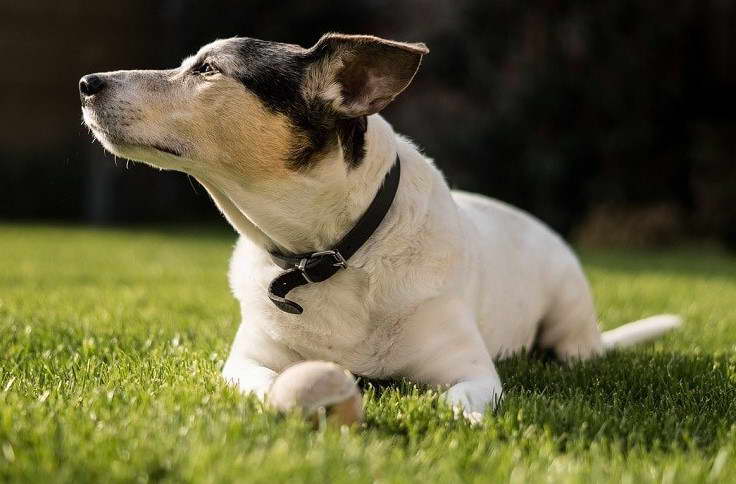 Boston Terrier Jack Russell