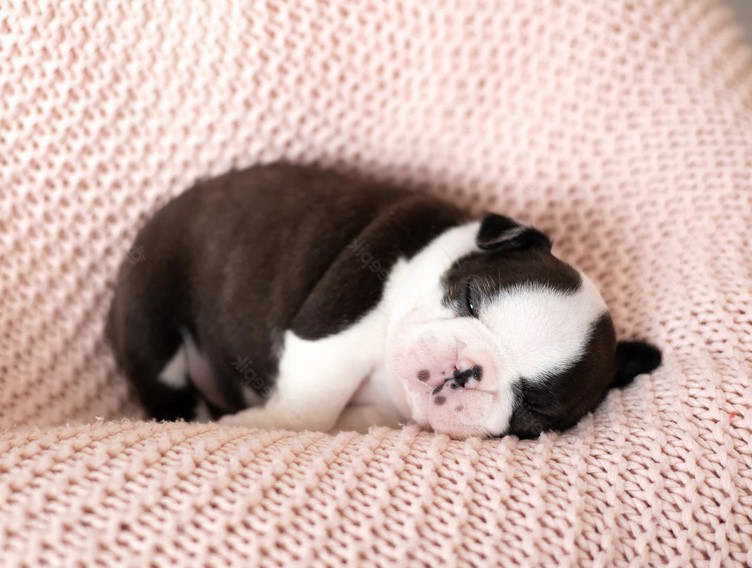 Boston Terrier Newborn Puppies