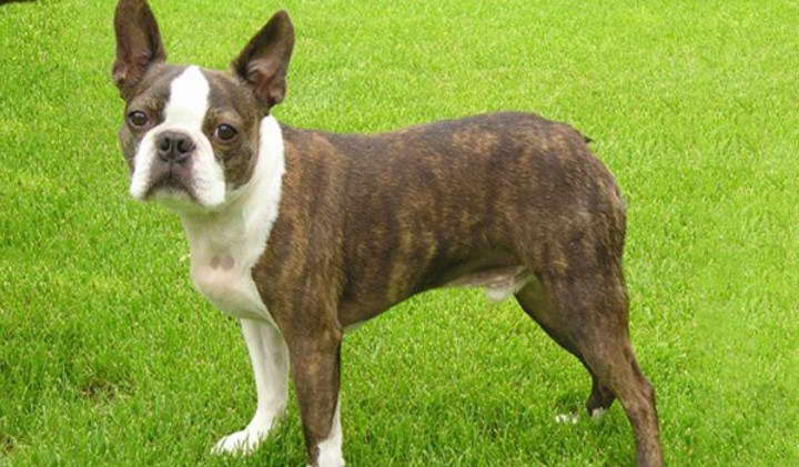 Boston Terrier Oregon