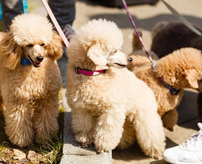 Boston Terrier Poodle