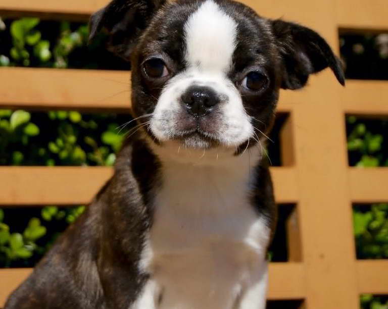 Boston Terrier Pug Mix Puppies For Sale