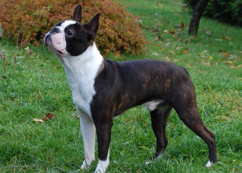 Boston Terrier Puppies For Sale Houston