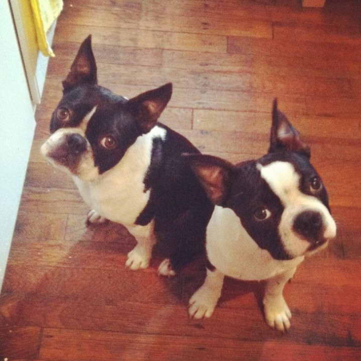 Boston Terrier Puppies For Sale in Wisconsin