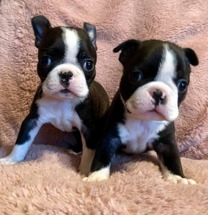 Boston Terrier Puppies Indiana