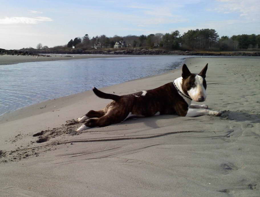 Boston Terrier Puppies Maine