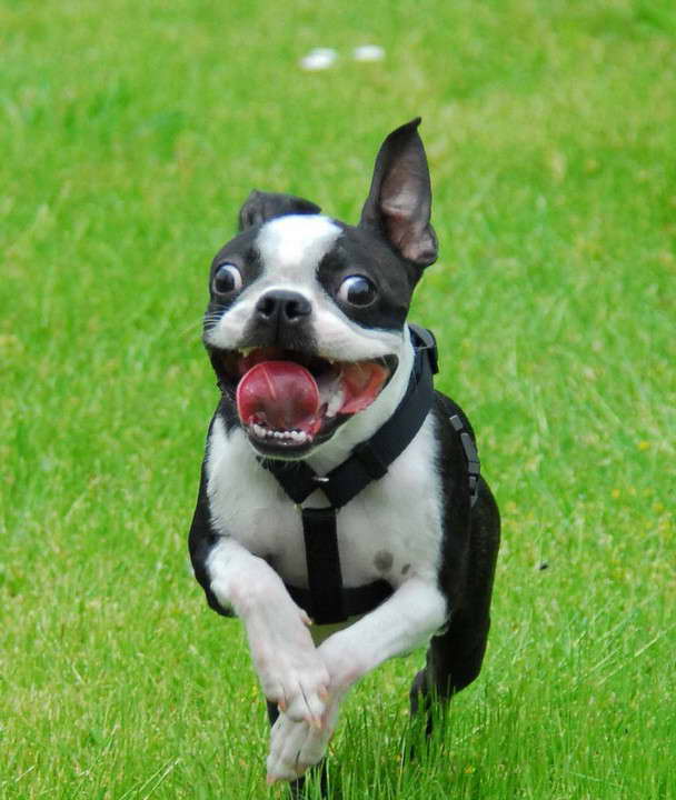 Boston Terrier Puppies Seattle