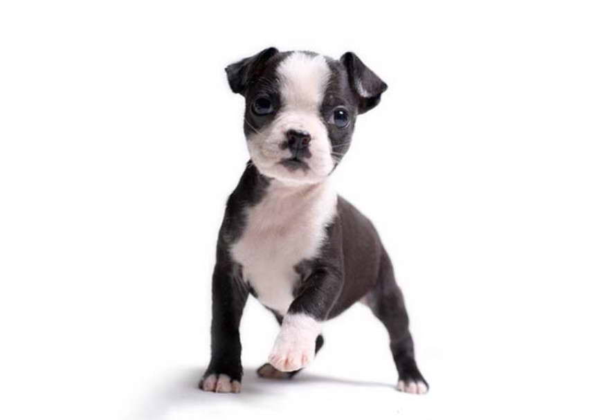 Boston Terrier Puppies Washington