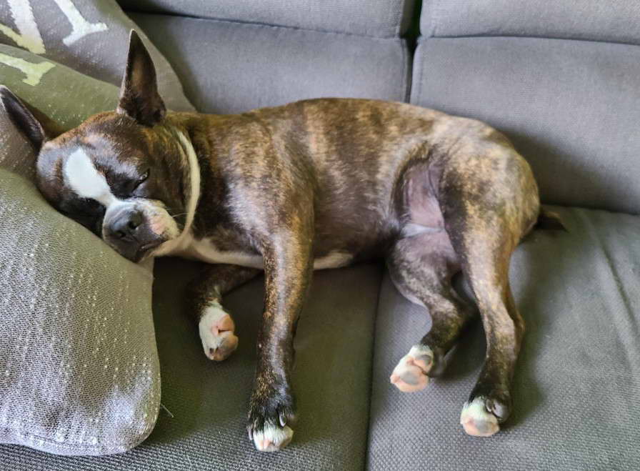 Boston Terrier Rescue Maryland