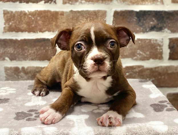 Boston Terrier Rescue NJ