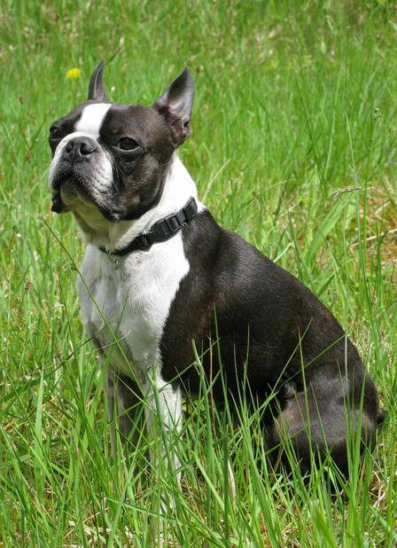 Boston Terrier Reverse Sneeze