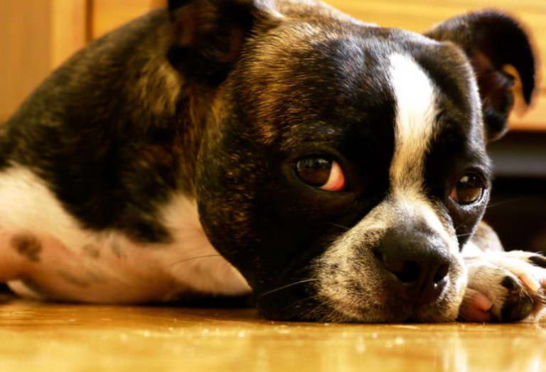 Boston Terrier Skin Allergies