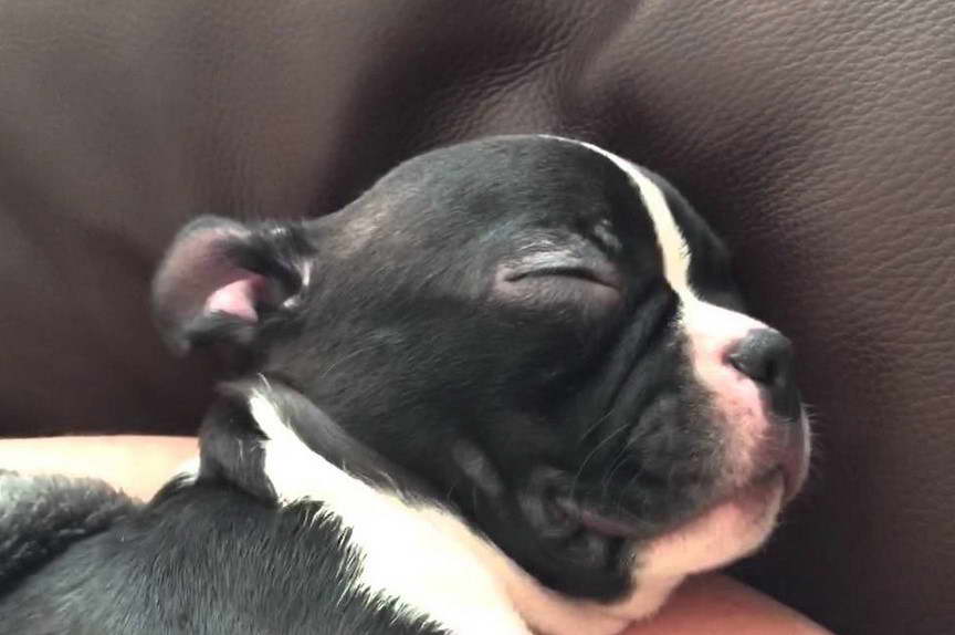 Boston Terrier Sleeping