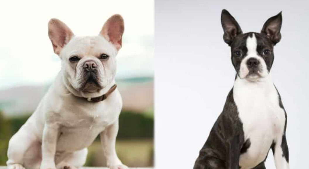 Brindle And White Boston Terrier