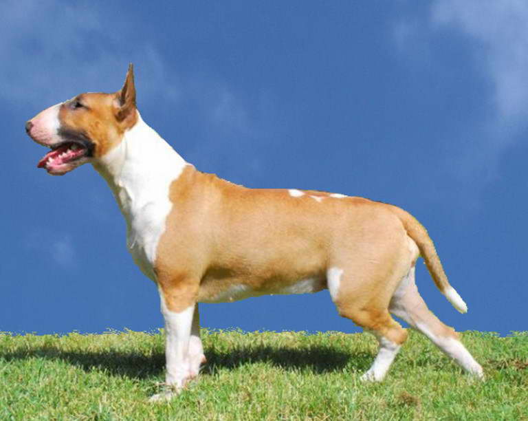 Brown And White Bull Terrier