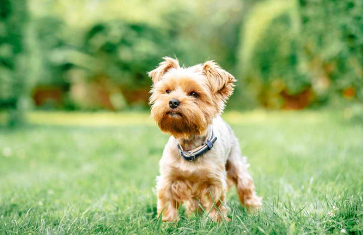 Brown Yorkshire Terrier