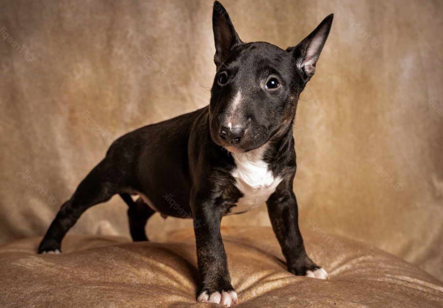 Bull Terrier Bebe