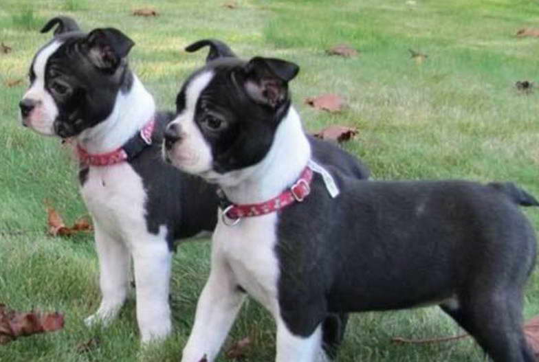 Bull Terrier Boston Terrier Mix