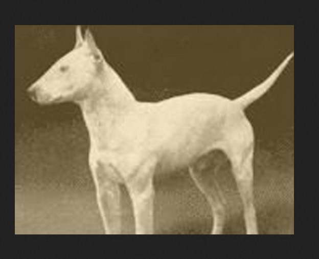 Bull Terrier Cropped Ears