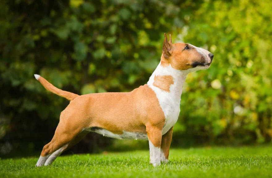 Bull Terrier For Sale Ohio