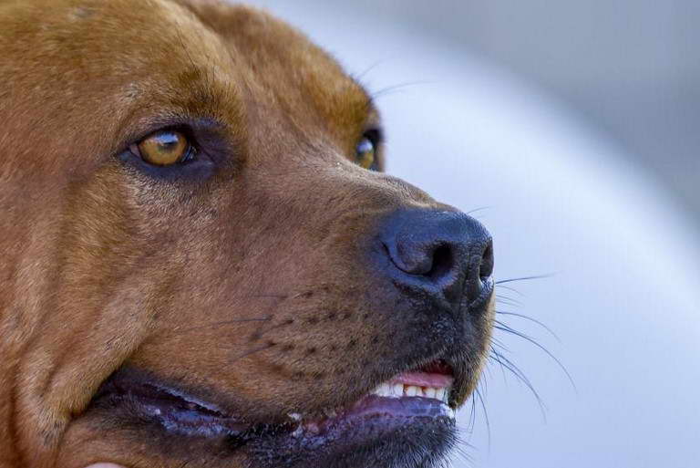 Bull Terrier Mastiff Mix