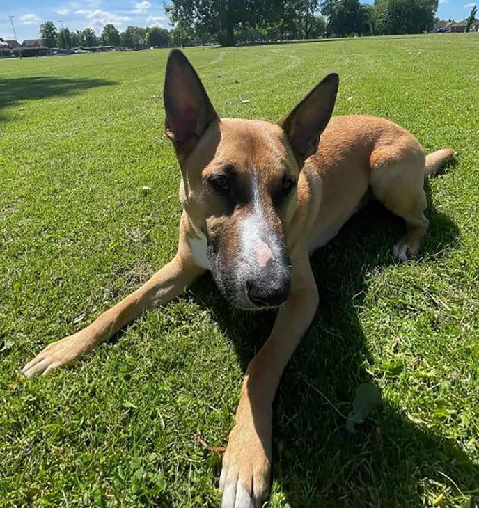 Bull Terrier Shepherd Mix