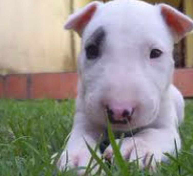 Bull Terrier Target Dog Breed