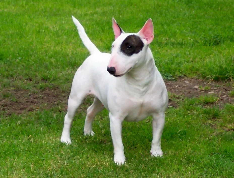 Bull Terrier Toy Story