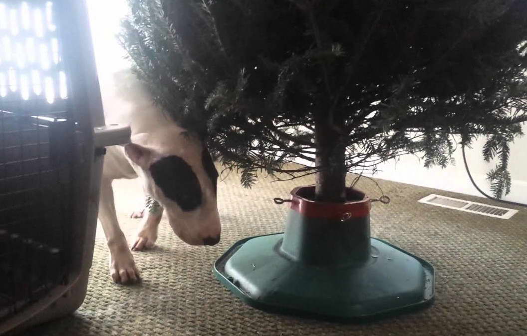 Bull Terrier Trancing