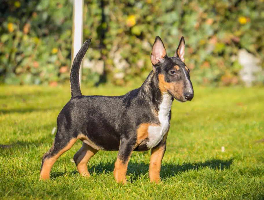 Bull Terrier Tri Color